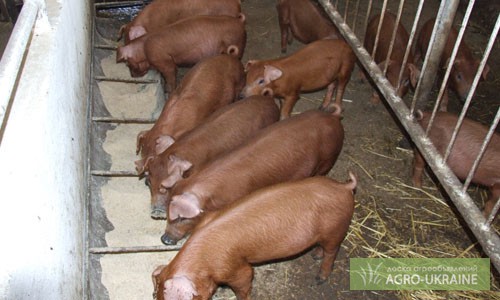 Фото 2. Свиньи живым весом породы Дюрок