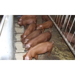 Свиньи живым весом породы Дюрок
