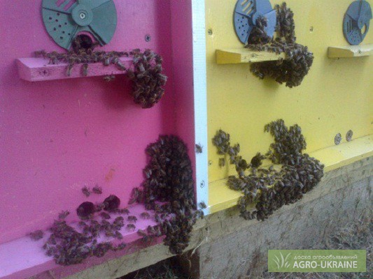 Фото 2. Сон на улье!!! Пчелиная Терапия в специальных пчелиных домиках