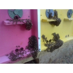 Сон на улье!!! Пчелиная Терапия в специальных пчелиных домиках