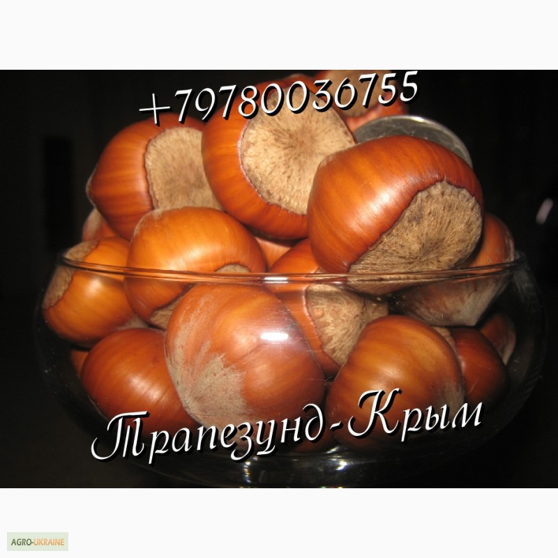 Фото 3. Плоды крупноплодного фундука Трапезунд в скорлупе