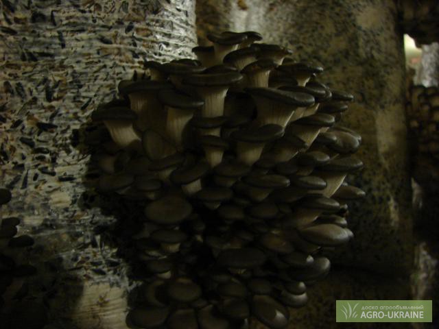 Фото 2. Мицелий грибов вешенка Сумы