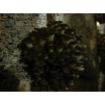 Мицелий грибов вешенка Сумы
