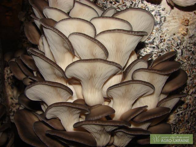 Фото 3. Мицелий грибов вешенка Сумы