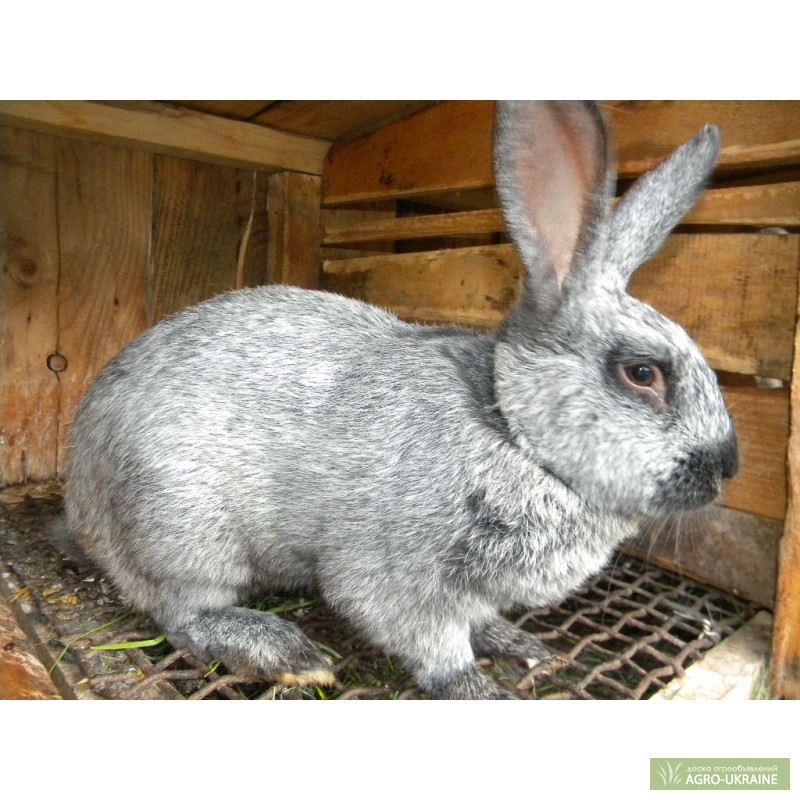 Фото 3. Продам кроликов серебристой породы
