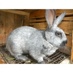 Продам кроликов серебристой породы