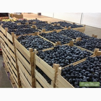 Продам виноград молдова
