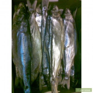 Морепродукты, рыба сушёная (Кутум)