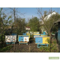 Продам пчел и улья