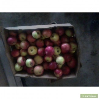 Продам яблоки зимних сортов хорошего качестка.Голден, Семеренка, Айдаред, Дакоста