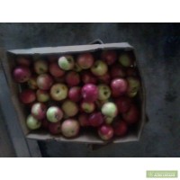 Продам яблоки зимних сортов хорошего качестка.Голден, Семеренка, Айдаред, Дакоста