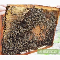 Продам пчёл Мариуполь 50грн за рамку