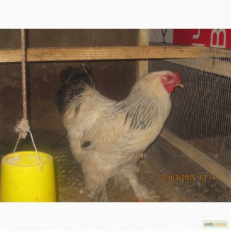 Продам цыплят породы брама (Палевая Светлая Куропатчатая)