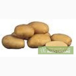 Продажа картофеля в Донецке