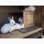 Кролики племенные (чистопородные) продам