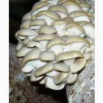 Мицелий грибов и грибные блоки