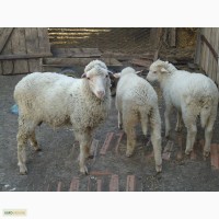 Продам овцематок