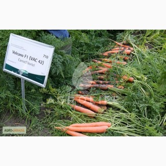 Профессиональные семена премиум Волкано F1 морковь, 100 000 семян, Nickerson Zwaan Франция