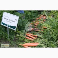 Профессиональные семена премиум Волкано F1 морковь, 100 000 семян, Nickerson Zwaan Франция