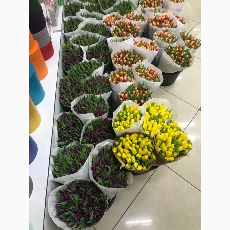 Фото 3. Тюльпаны оптом из Голландии от оптового магазина цветов Азалия