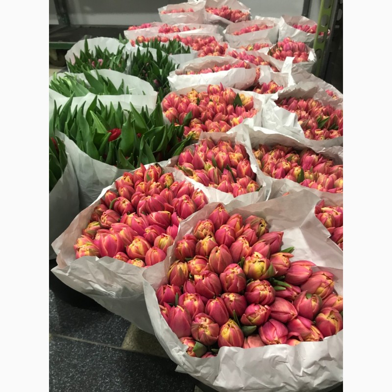 Фото 5. Тюльпаны оптом из Голландии от оптового магазина цветов Азалия