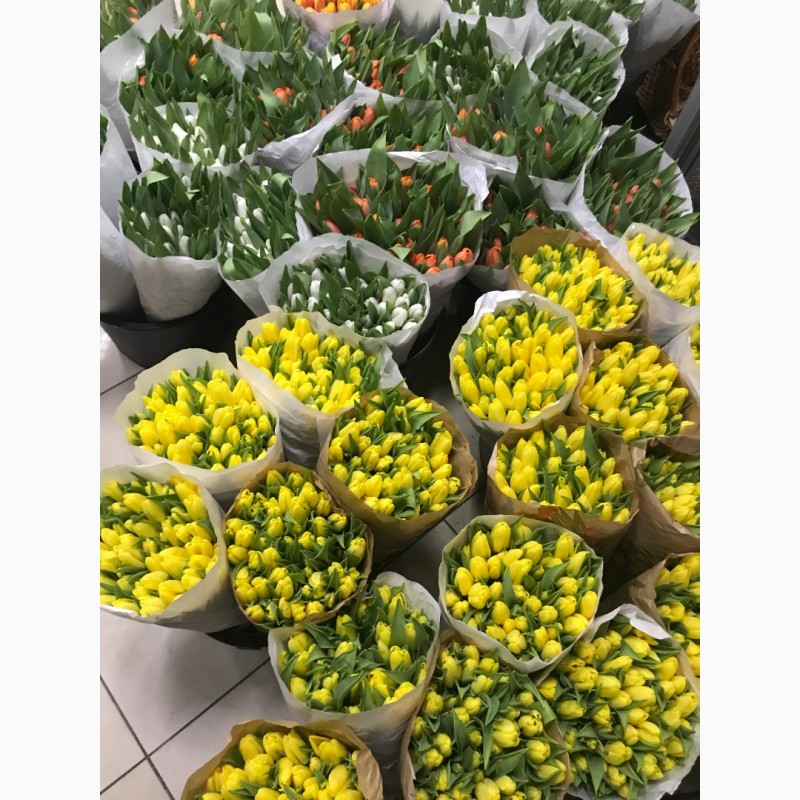 Фото 2. Тюльпаны оптом из Голландии от оптового магазина цветов Азалия
