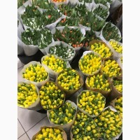 Тюльпаны оптом из Голландии от оптового магазина цветов Азалия