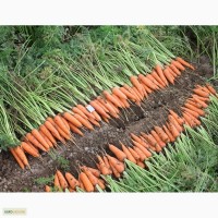 Продажа семян моркови Абако, Каскад, Купар, Виктория, Лагуна, Балтимор