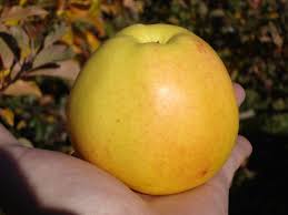 Фото 13. Продам саджанці яблуні, груші, сливи, персику, черешні, абрикосу, розсада клубніки