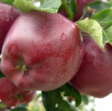 Фото 14. Продам саджанці яблуні, груші, сливи, персику, черешні, абрикосу, розсада клубніки
