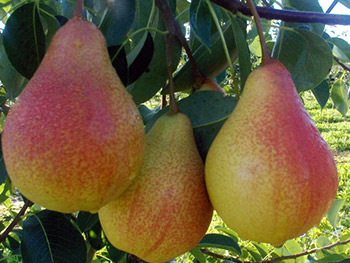 Фото 15. Продам саджанці яблуні, груші, сливи, персику, черешні, абрикосу, розсада клубніки