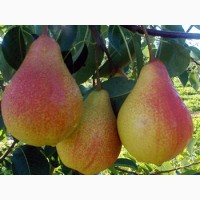 Продам саджанці яблуні, груші, сливи, персику, черешні, абрикосу, розсада клубніки