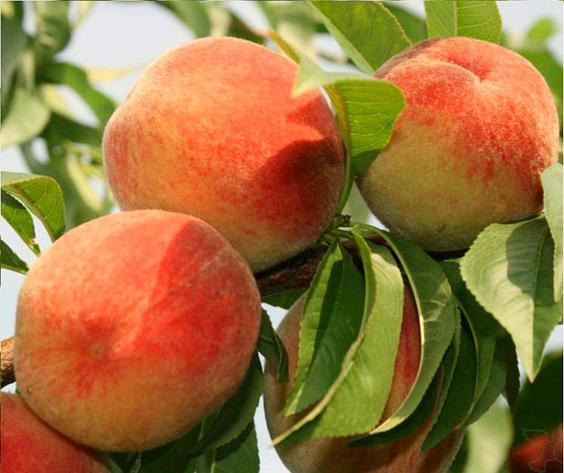 Фото 16. Продам саджанці яблуні, груші, сливи, персику, черешні, абрикосу, розсада клубніки