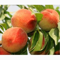 Продам саджанці яблуні, груші, сливи, персику, черешні, абрикосу, розсада клубніки