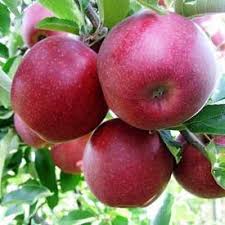 Фото 4. Продам саджанці яблуні, груші, сливи, персику, черешні, абрикосу, розсада клубніки
