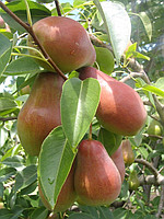 Фото 9. Продам саджанці яблуні, груші, сливи, персику, черешні, абрикосу, розсада клубніки
