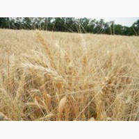 СРОЧНО продам канадский ярый трансгенный сорт твердой пшеницы RAINY