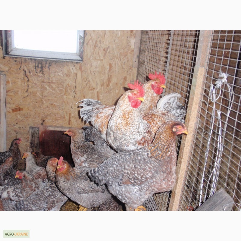 Фото 7. Продам инкубационные яйца курей, пород Билефельдер