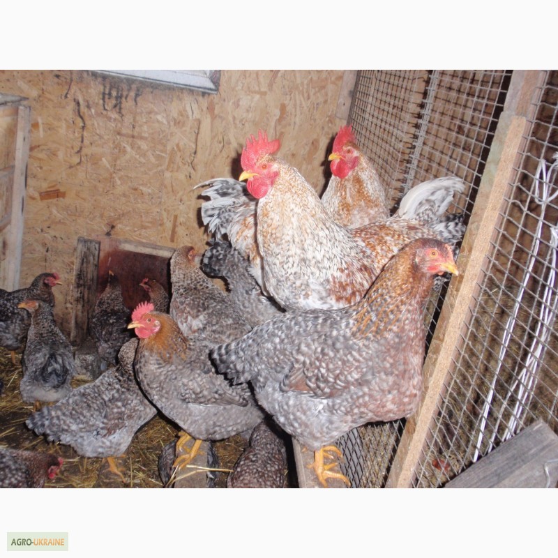 Фото 8. Продам инкубационные яйца курей, пород Билефельдер