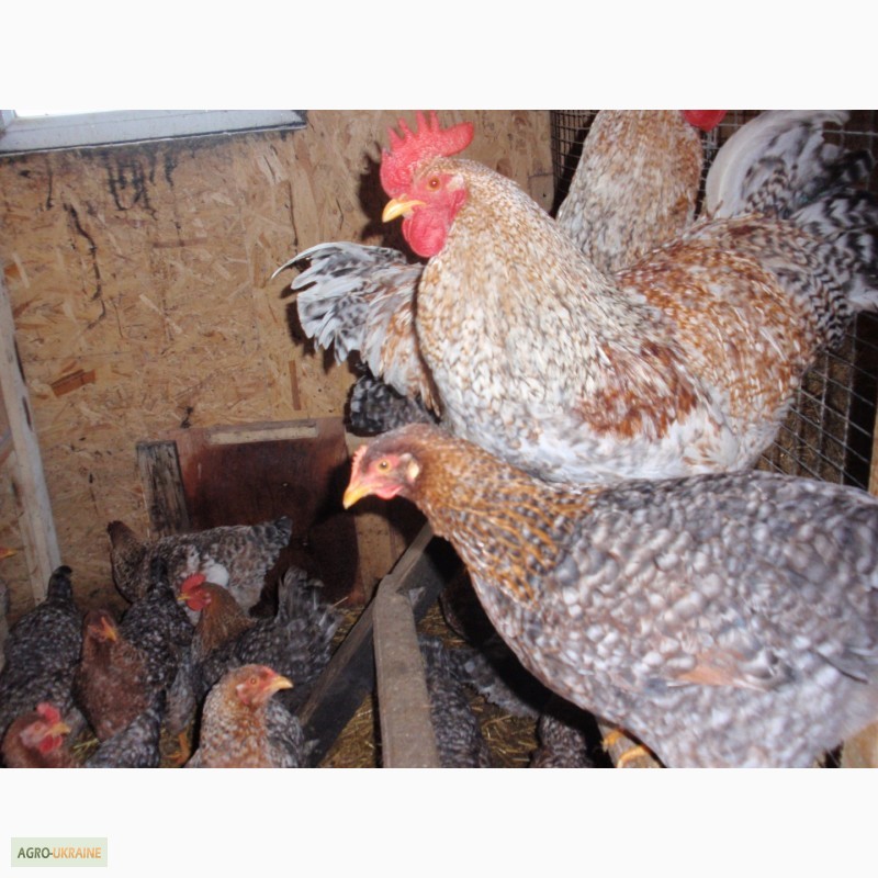Фото 9. Продам инкубационные яйца курей, пород Билефельдер