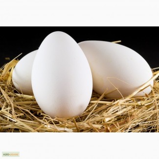 Продам инкубационное гусиное яйцо (Горькоская Белая и Легард)