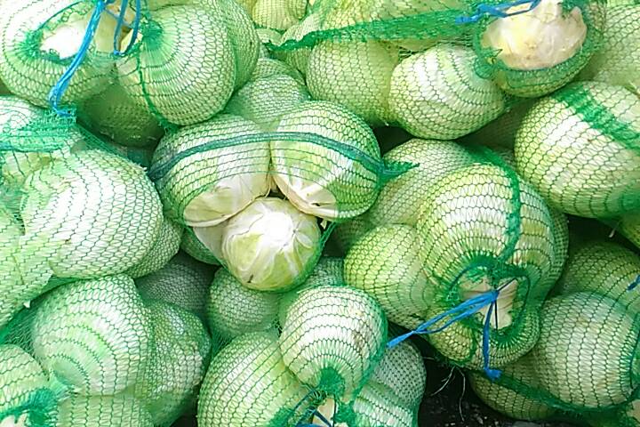 Фото 3. Продам капусту позднюю белокачанную, сорт Бригадир, Анкома