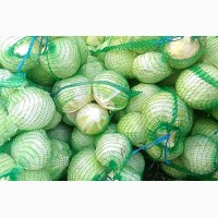 Продам капусту позднюю белокачанную, сорт Бригадир, Анкома