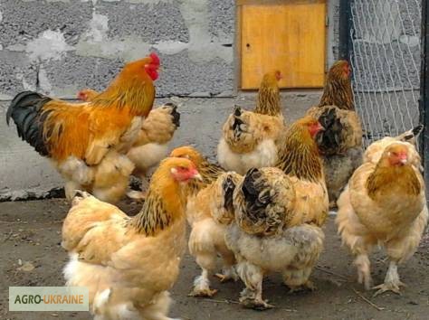 Фото 6. Інкубаційні яйця декоративної птиц по низький ціні.Усі ціни договорні