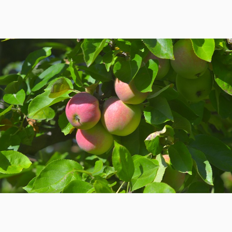 Фото 4. Продам яблоки Слава Победителю(Слава Переможцю)