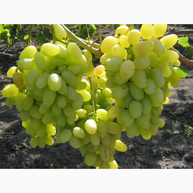 Фото 2. Продаем свежий вкусный крупный виноград