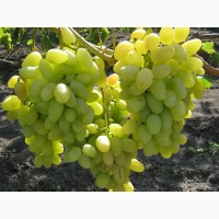 Продаем свежий вкусный крупный виноград