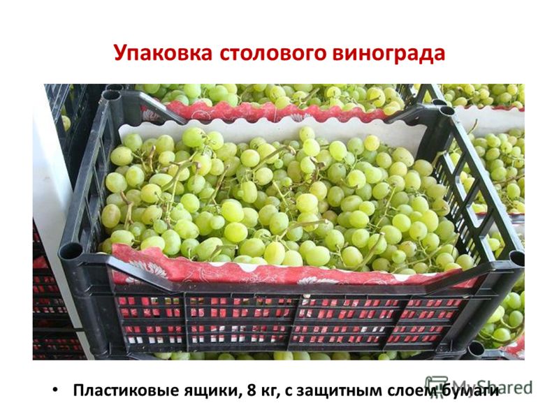 Фото 3. Продаем свежий вкусный крупный виноград