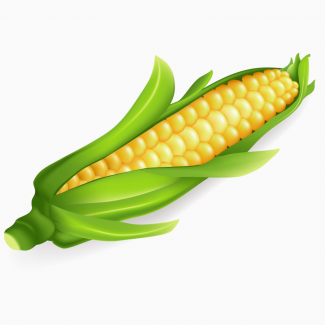 ПБФ КОЛОС предлагает качественные семена Кукурузы от производителя