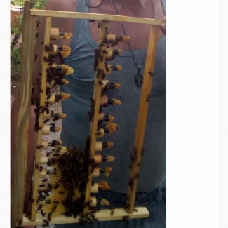 Пчелиные Матки породы КАРНИКА. Пчелопакеты, Пыльца